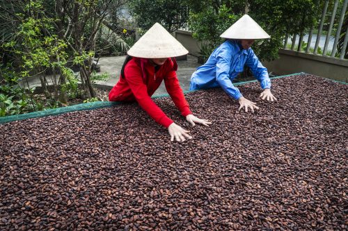Thăm vườn cacao Miền Tây